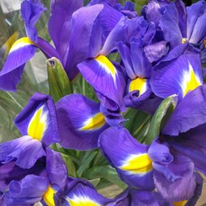 Giaggiolo (Iris). Autore Assianir. Licensed under the Creative Commons Attribution