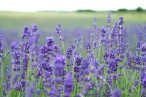 Lavanda. Autore Unsplash. No Copyright