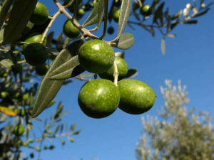 Olive. Autore Zyance. Licensed under the Creative Commons Attribution-Share Alike