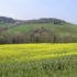 Chianti in primavera, Barberino Val d'Elsa, Firenze. Autore e Copyright Marco Ramerini